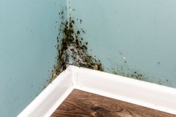 Mold Remediation in Margate, Florida by True Clean Emergency Restoration LLC